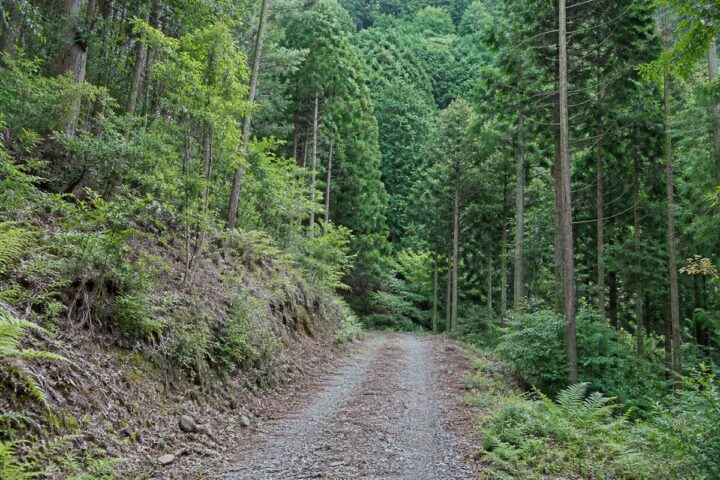 那智勝浦町 山林の売却で確認したいこと